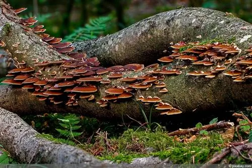 Glivična okužba na drevesnem deblu