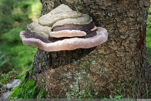 Combatir las plagas de hongos en los árboles: así es como se eliminan los hongos de los árboles