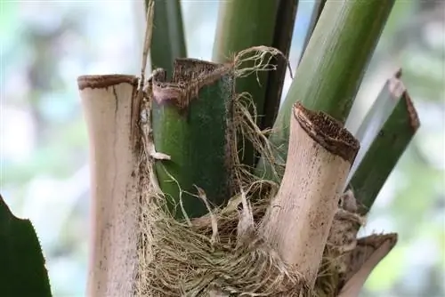 ปาล์มหมาก - Dypsis lutescens - ปาล์มผลไม้สีทอง