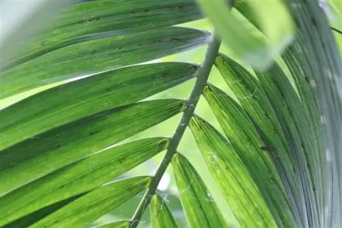 Areca palm, Dypsis lutescens: grunderna för vård