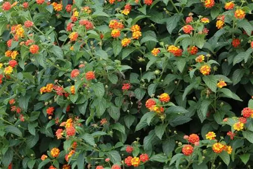 Lantana – Lantana camara