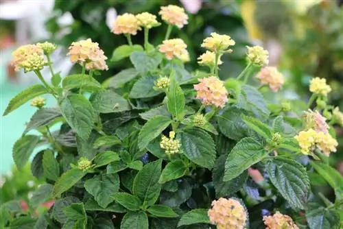 Lantana – Lantana camara