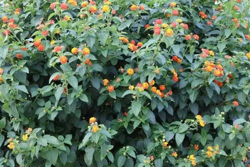 Lantana - Lantana camara