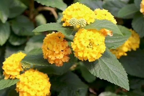 Lantana, Lantana camara: Hoidon perusteet