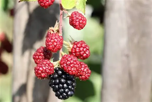 ብላክቤሪ - Rubus section rubus