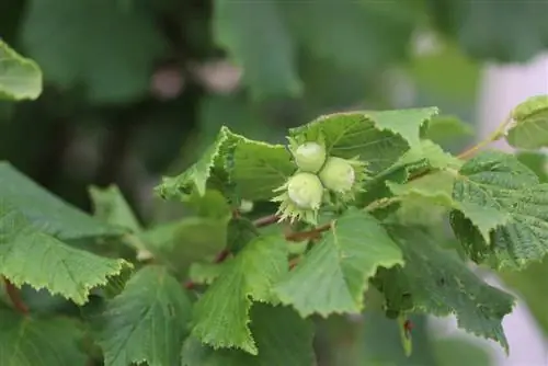 Hazelnut - Corylus avellana