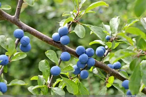 Blackthorn - Blackthorn - Blackthorn - Prunis spinosa