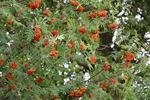 Rowanberry - Rowan - Sorbus aucuparia