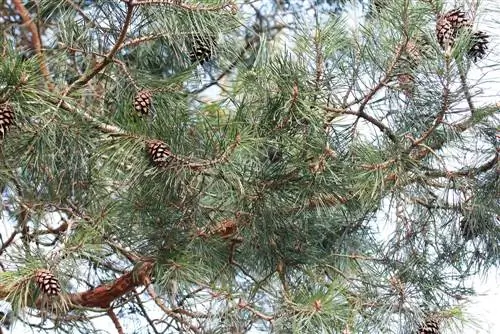 Нарс - Шотлан нарс - Pinus sylvestris