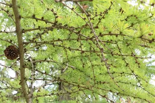 የአውሮፓ larch - Larix decidua