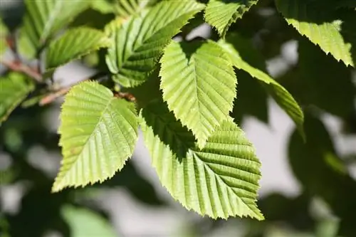 Эвэр мод - Carpinus betulus