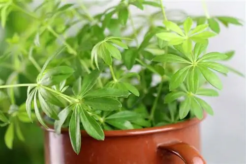 Woodruff - ጋሊየም odoratum