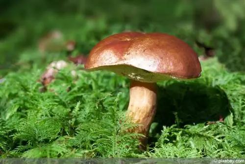 Chestnut boletus - хүрэн малгай