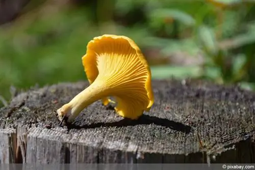 Cantharellus cibarius