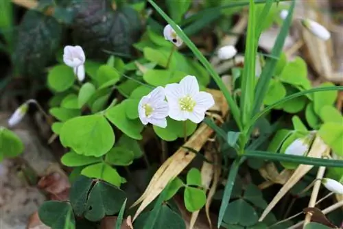 እንጨት sorrel - Oxalis acetosella