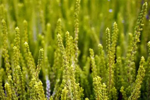 Энгийн heather - Calluna vulgaris - зуны heather