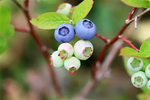 Blueberries - Blueberries - Vaccinium myrtillu