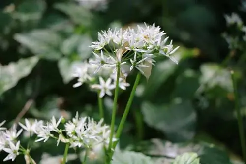 47 forest plants from A-Z - What plants grow in the forest?