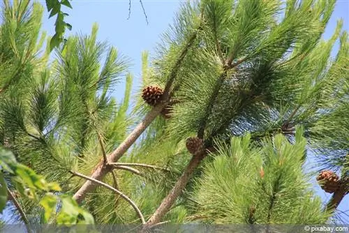 Pine