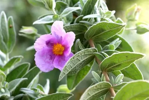 گل رز سفید - Cistus albidus