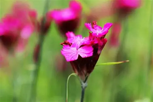 Carthusian carnation - Dianthus carthusianorum