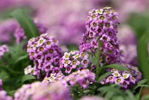 سنگ مرمر معطر - Lobularia alyssum