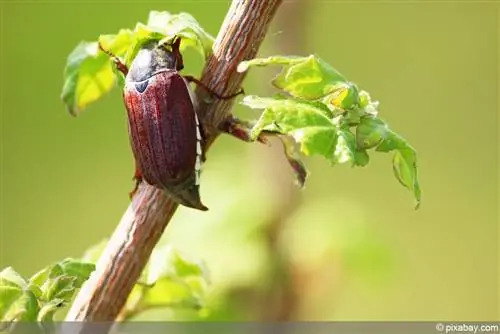 Verdryf cockchafers: herken grubs - 5 natuurlike vyande