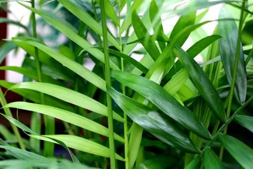 Palmera de montaña, Chamaedorea elegans: cuidados de la A a la Z - evitar errores