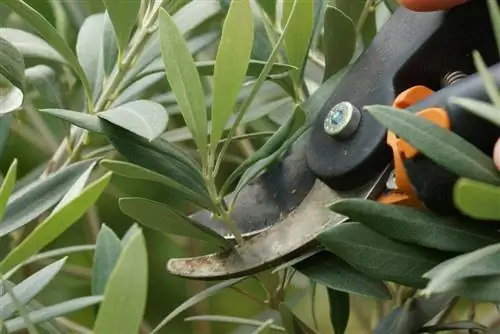 Txiv ntseej ntoo (Olea europaea) pruning