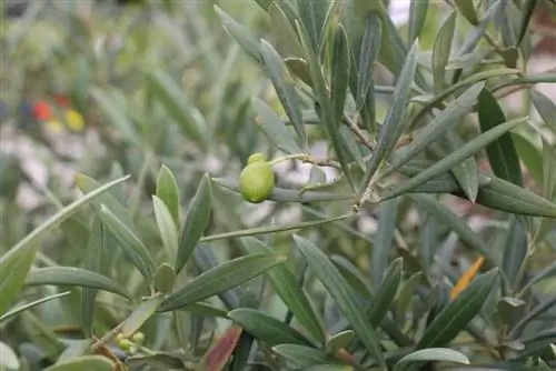 A oliveira fica com as pontas das folhas marrons: isso ajuda com as folhas marrons