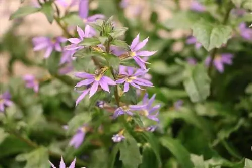 flor de ventall blau - Scaevola aemula