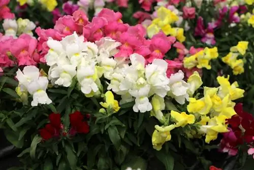 Snapdragon - Thuốc chống sốt rét