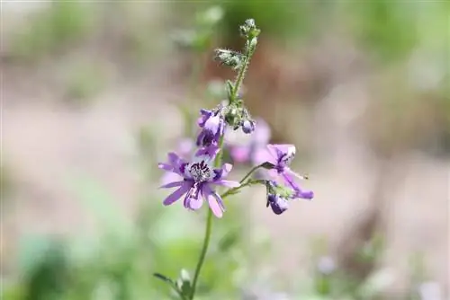 Orchid ya Mkulima - Maua yaliyogawanyika - Schizanthus