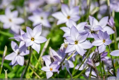 স্টারফ্লাওয়ার - Ipheion