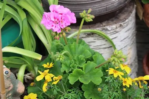 Geranium - pelargonium