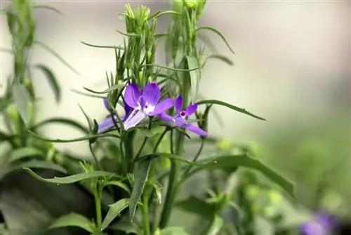 Věrná mužům - Lobelia erinus