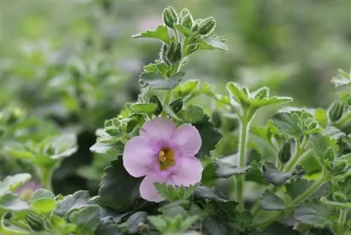 Flor de copo de nieve - Chaenostoma cordatum