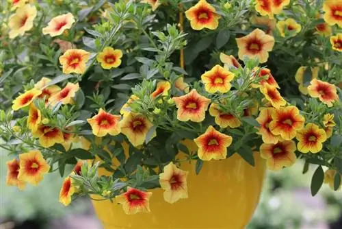 Stebuklingi varpai – Calibrachoa