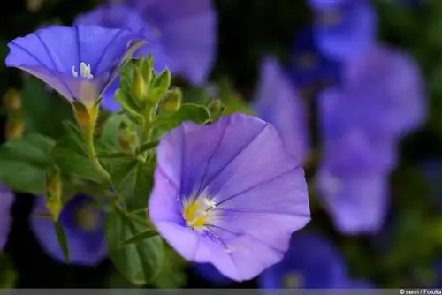 Mauritius albastru - Convolvulus sabatius