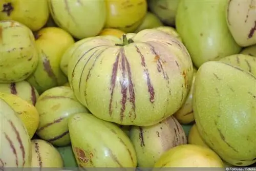 Melon poire (Solanum muricatum) Pepino