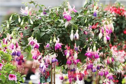 17 plants for the hanging basket - Plant hanging baskets correctly