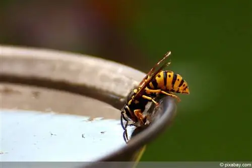 বাগানে জলের খাদ: কংক্রিট, প্রাকৃতিক পাথর নাকি প্লাস্টিক? সুবিধাগুলি এবং অসুবিধাগুলি