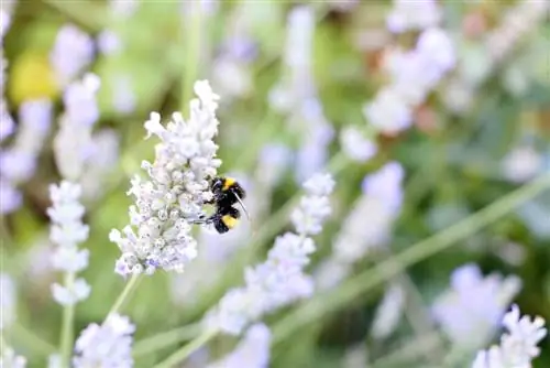 Bumblebee qal'asini qurish: ko'rsatmalar - O'rnatish uchun ideal joy