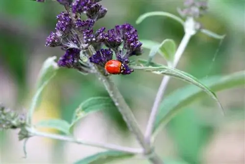 Izgradite kućicu od bubamare: upute - Lokacija za hotel Ladybug