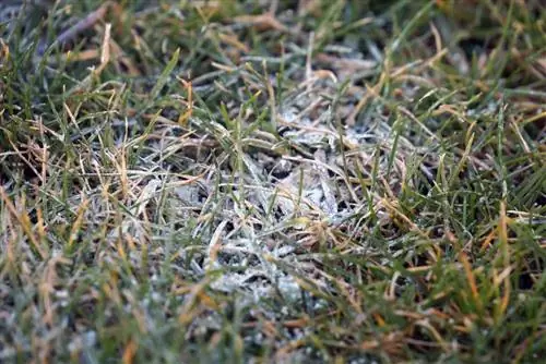 Fertiliser les pelouses en automne