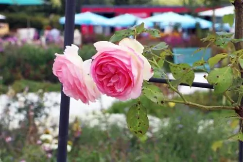 Rosa com ferrugem na folha