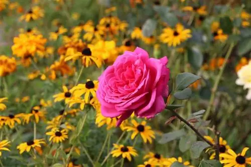 Rosas inglesas - 10 consejos para cuidar y cortar