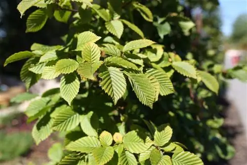 pohon beech - Fagus