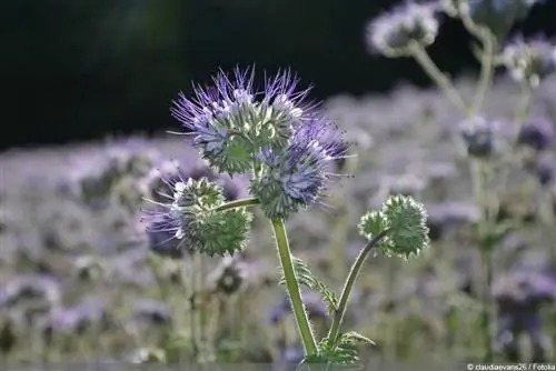 Padang rumput lebah - Phacelia