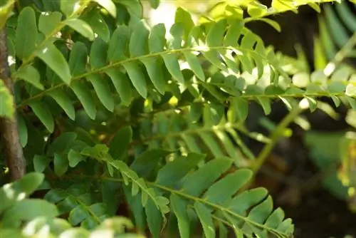 Fern ya mbuni - Matteuccia struhiopteris